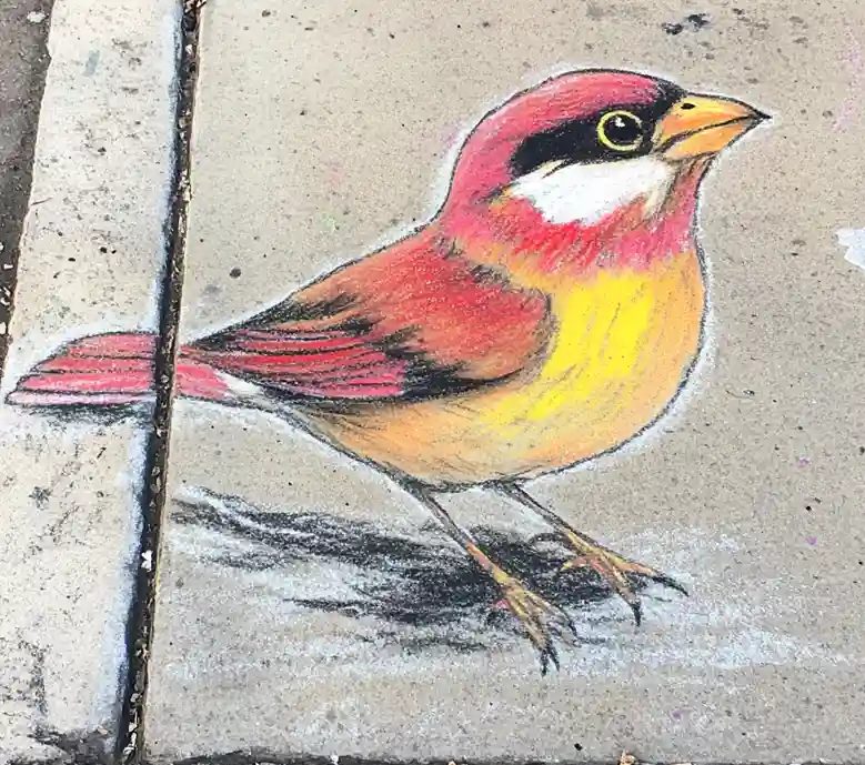 Easy chalk art drawing of a bird